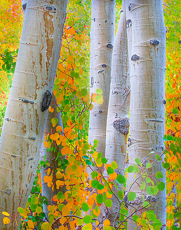 Aspen Fall Splendor