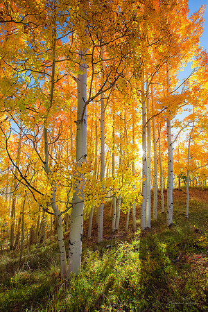 Autumn Bliss