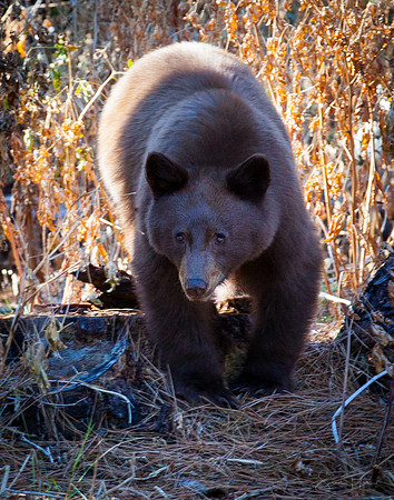 Yosemite Black Bear