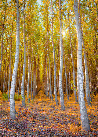 Autumn Glow, Boardman Tree Farm, OR