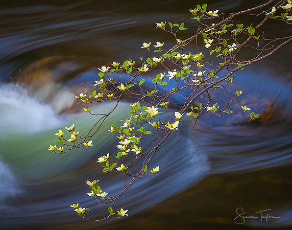 Morning Light On Dogwoods