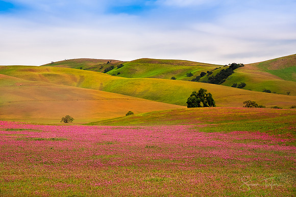 California Wildflower Bloom
