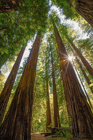 Majestic California Redwoods