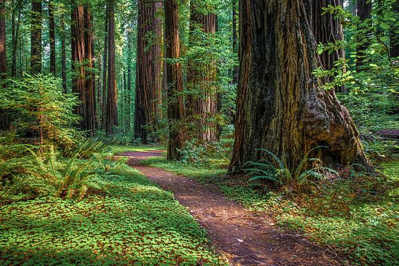 A Walk In The Redwoods