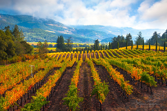 Autumn Vineyard Vista